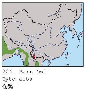 仓鸮的地理分布图