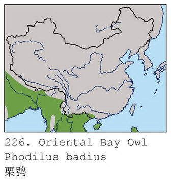 栗鸮的地理分布图