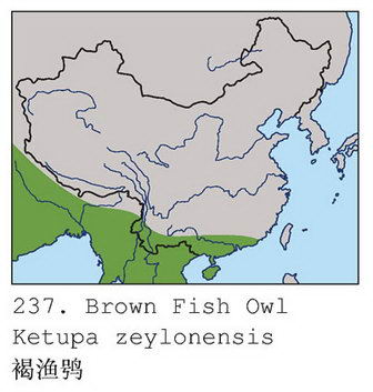 褐渔鸮的地理分布图