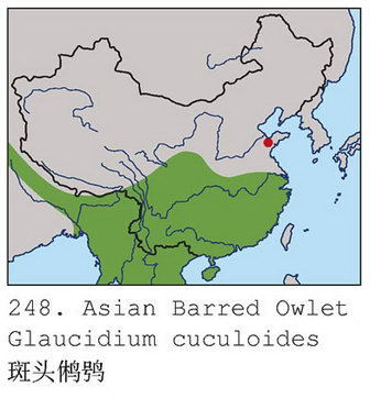 斑头鸺鹠的地理分布图