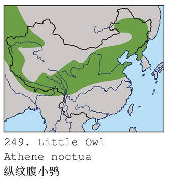 纵纹腹小鸮的地理分布图