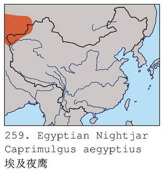埃及夜鹰的地理分布图