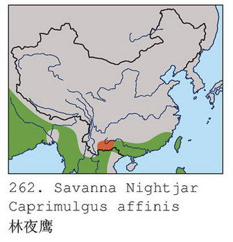 林夜鹰的地理分布图