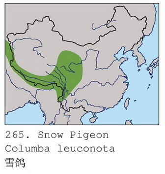 雪鸽的地理分布图