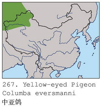 中亚鸽的地理分布图