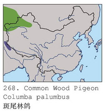 斑尾林鸽的地理分布图