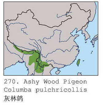 灰林鸽的地理分布图