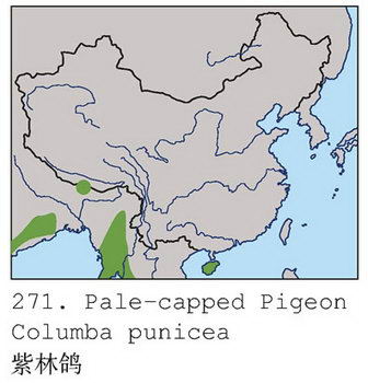 紫林鸽的地理分布图