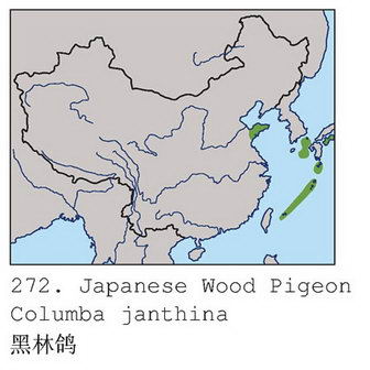 黑林鸽的地理分布图
