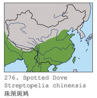 珠颈斑鸠的地理分布图