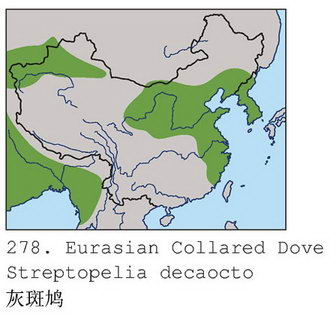 灰斑鸠的地理分布图