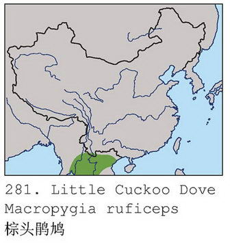 棕头鹃鸠的地理分布图