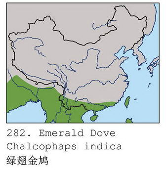 绿翅金鸠的地理分布图