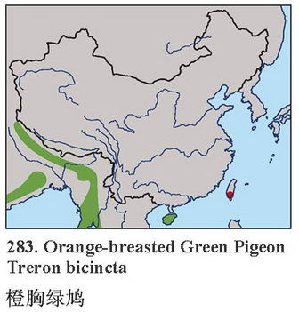 橙胸绿鸠的地理分布图