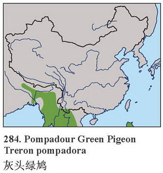 灰头绿鸠的地理分布图