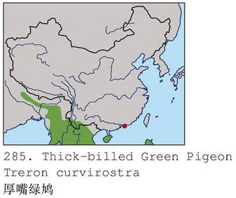 厚嘴绿鸠的地理分布图