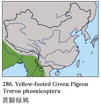 黄脚绿鸠的地理分布图
