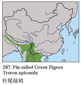 针尾绿鸠的地理分布图