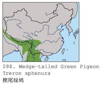 楔尾绿鸠的地理分布图