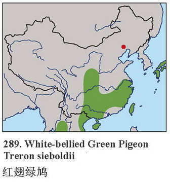 红翅绿鸠的地理分布图