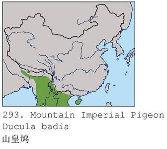 山皇鸠的地理分布图