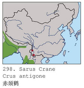 赤颈鹤的地理分布图