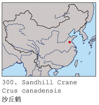 沙丘鹤的地理分布图