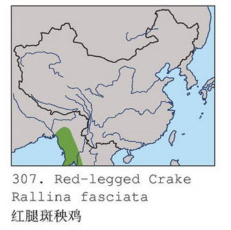 红腿斑秧鸡的地理分布图