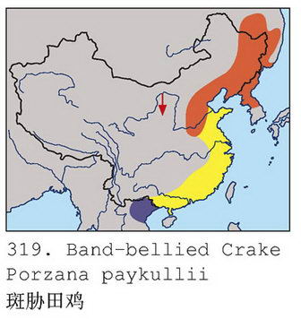 斑胁田鸡的地理分布图