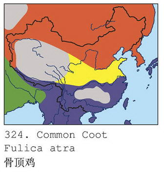 骨顶鸡的地理分布图