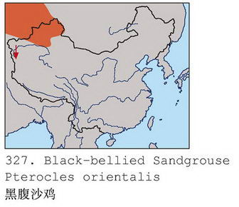 黑腹沙鸡的地理分布图