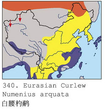 白腰杓鹬的地理分布图