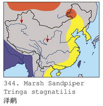 泽鹬的地理分布图