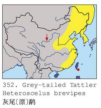 灰尾[漂]鹬的地理分布图