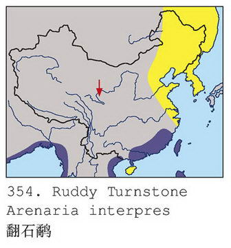 翻石鹬的地理分布图