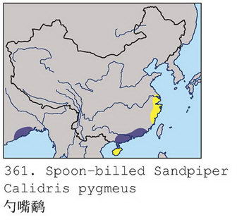 勺嘴鹬的地理分布图