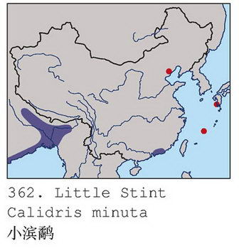 小滨鹬的地理分布图