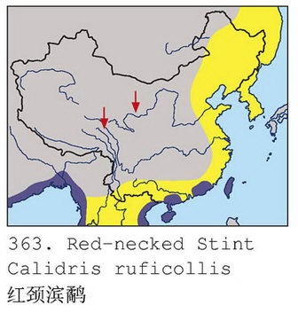 红颈滨鹬的地理分布图