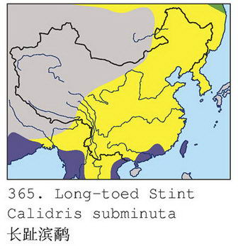 长趾滨鹬的地理分布图