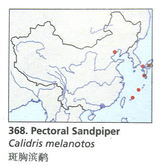 斑胸滨鹬的地理分布图