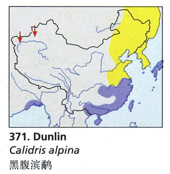 黑腹滨鹬的地理分布图