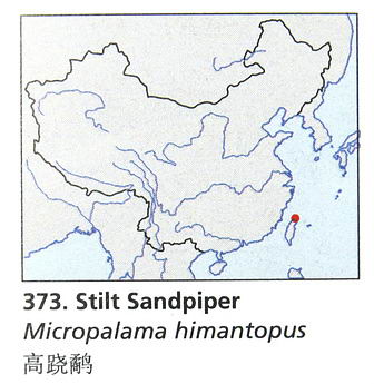 高跷鹬的地理分布图