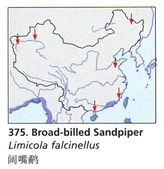 阔嘴鹬的地理分布图