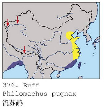 流苏鹬的地理分布图