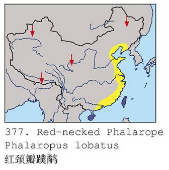 红颈瓣蹼鹬的地理分布图