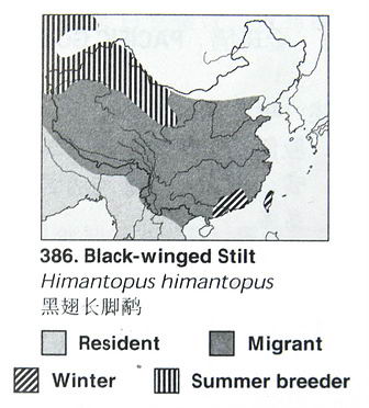 黑翅长脚鹬的地理分布图