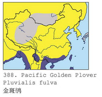 金斑鸻的地理分布图