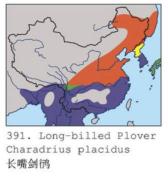 长嘴剑鸻的地理分布图