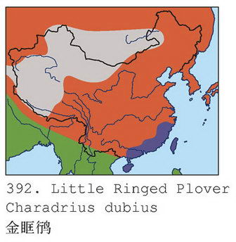 金眶鸻的地理分布图