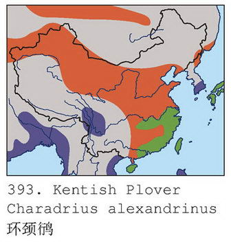 环颈鸻的地理分布图